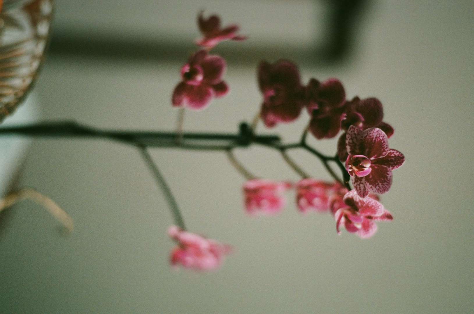 A close-up colour photograph of a purple orchid