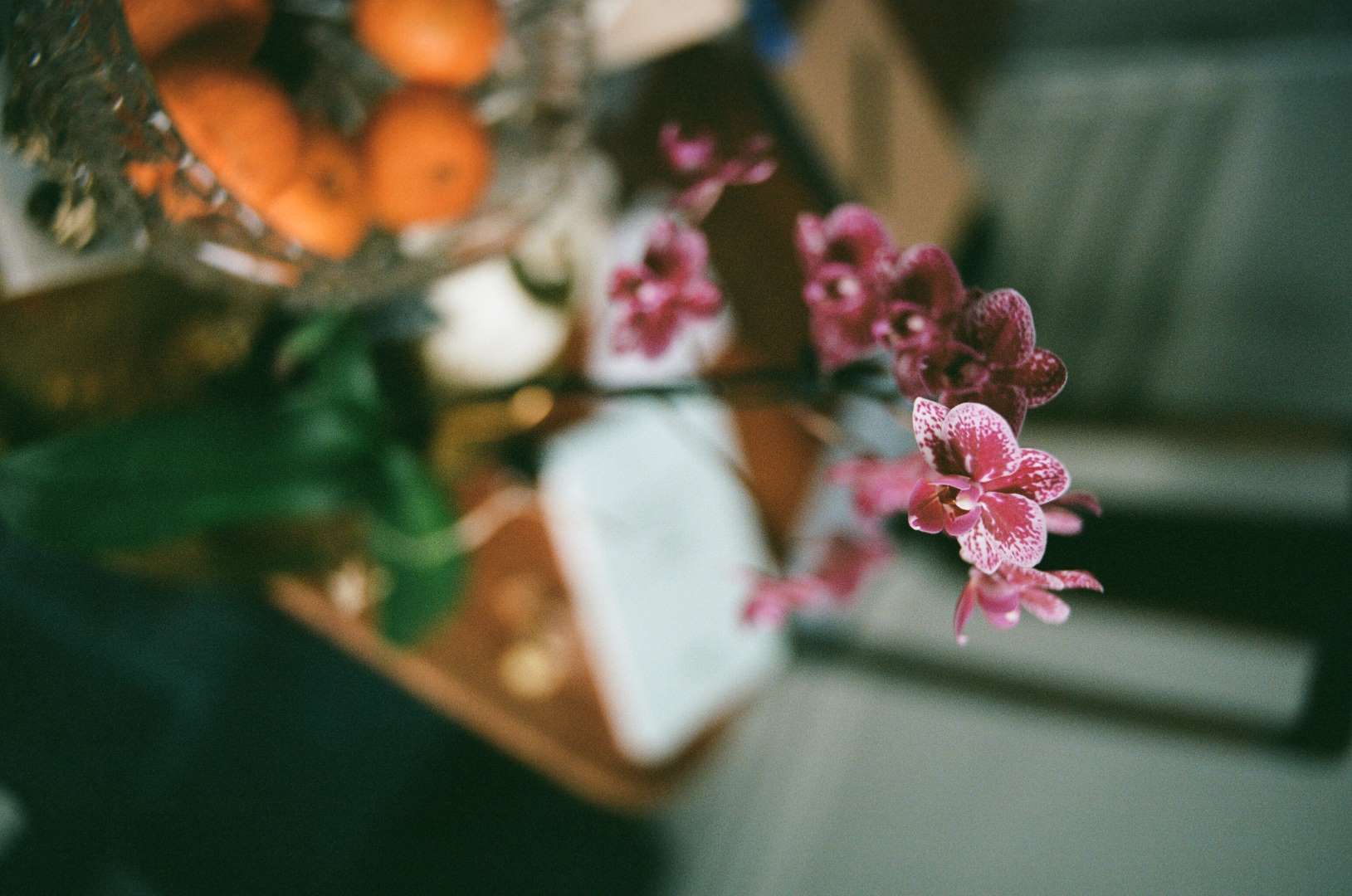 A wide colour photograph of a purple orchid