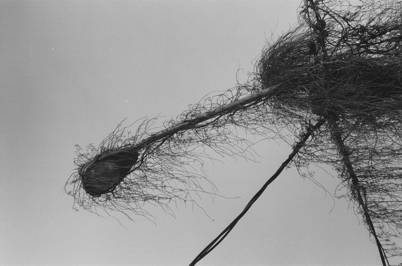 A black & white photograph of a street lamp overgrown with vines, mornful