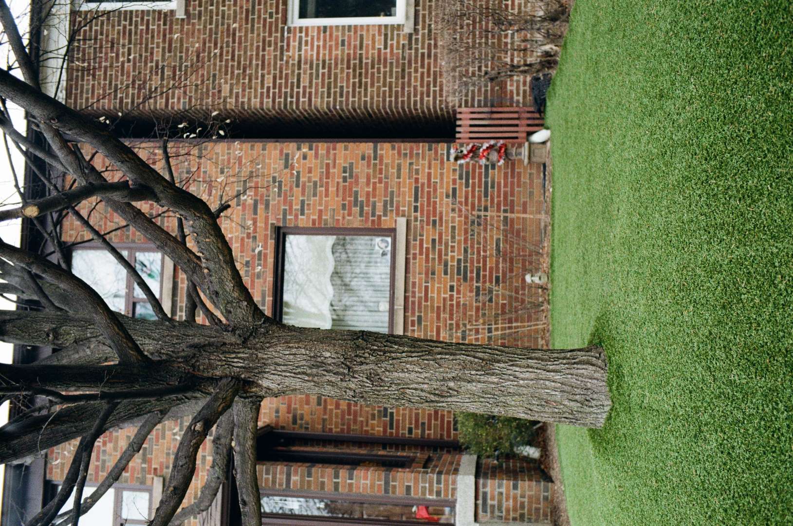 A colour photograph of a tree with a lawn made of artifical turf