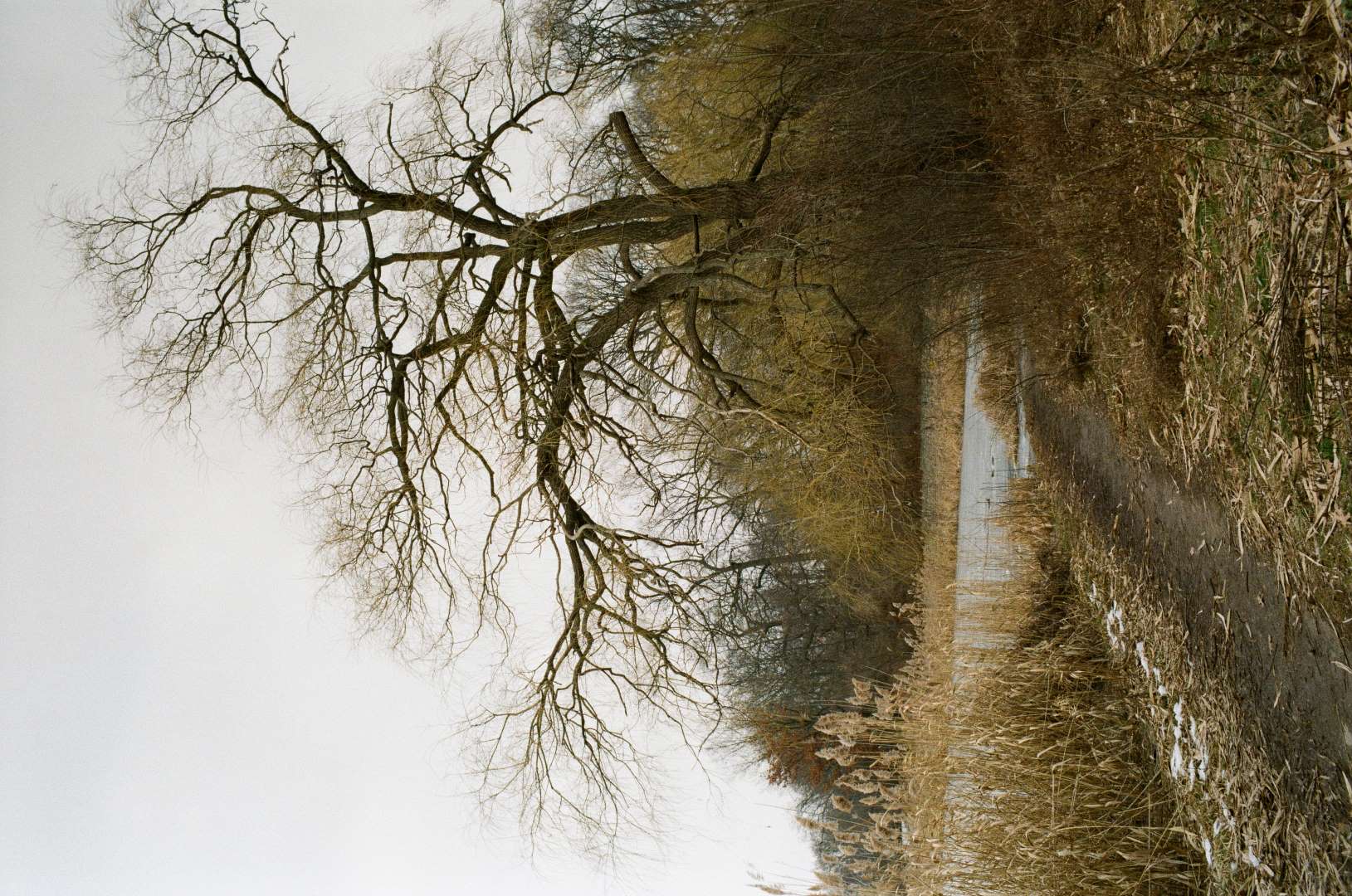 A colour photograph of a path leading to a pond with an overhanging tree. A contemplative scene