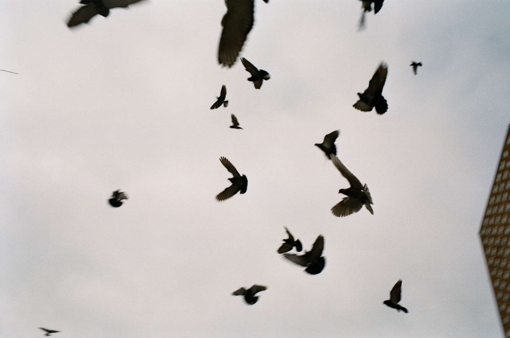 A colour photograph of a flock of birds whirling around the sky.