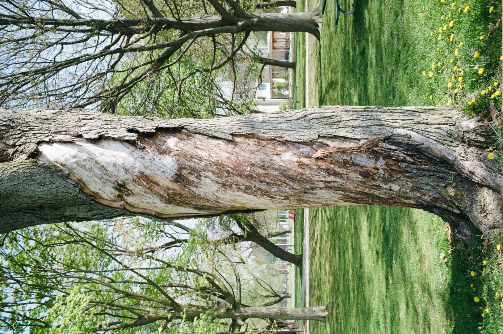 A colour photograph of a tree with it's bark stripped away