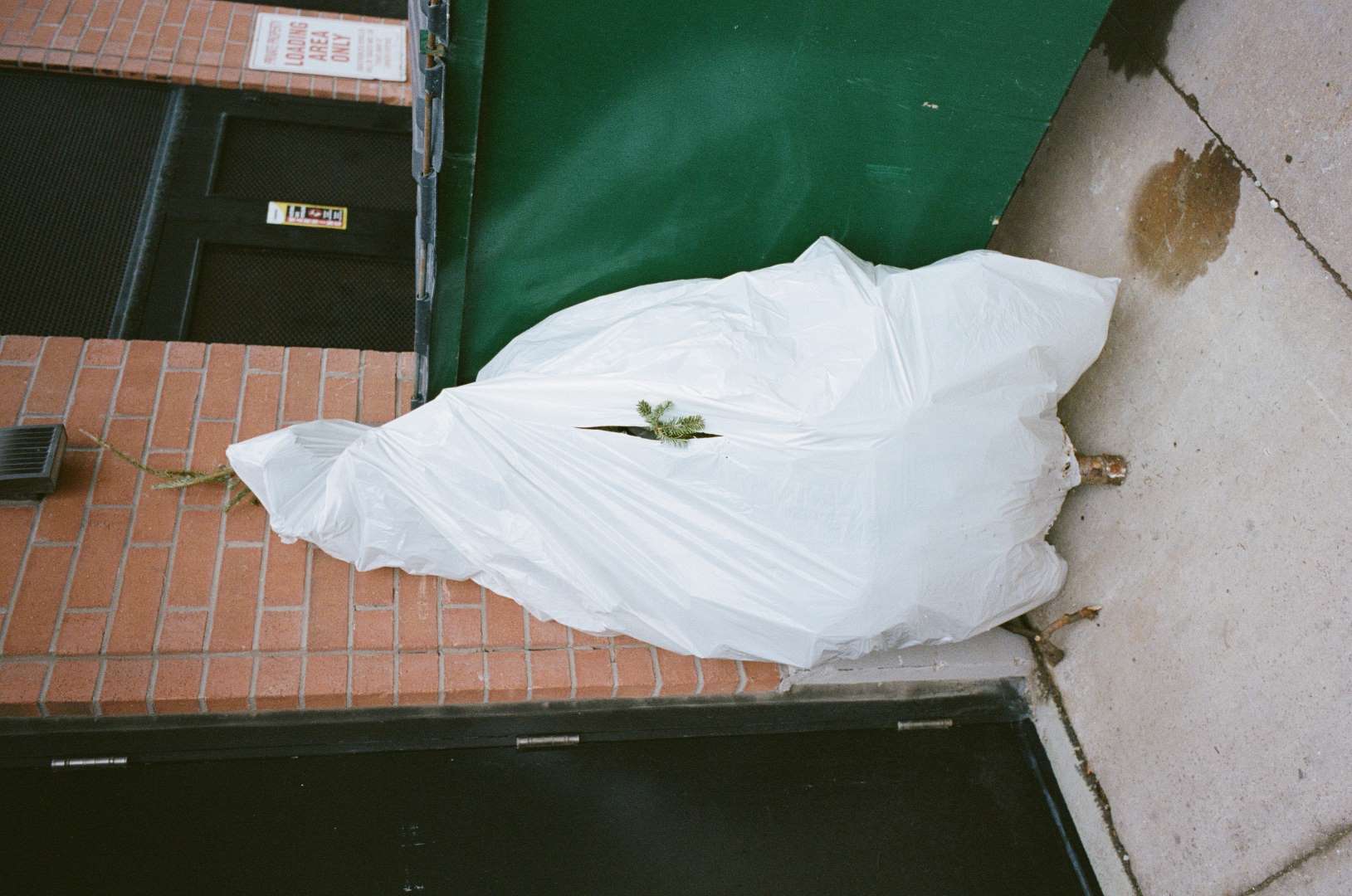 A colour photograph of a dead christmas tree poking out of a white plastic bag.